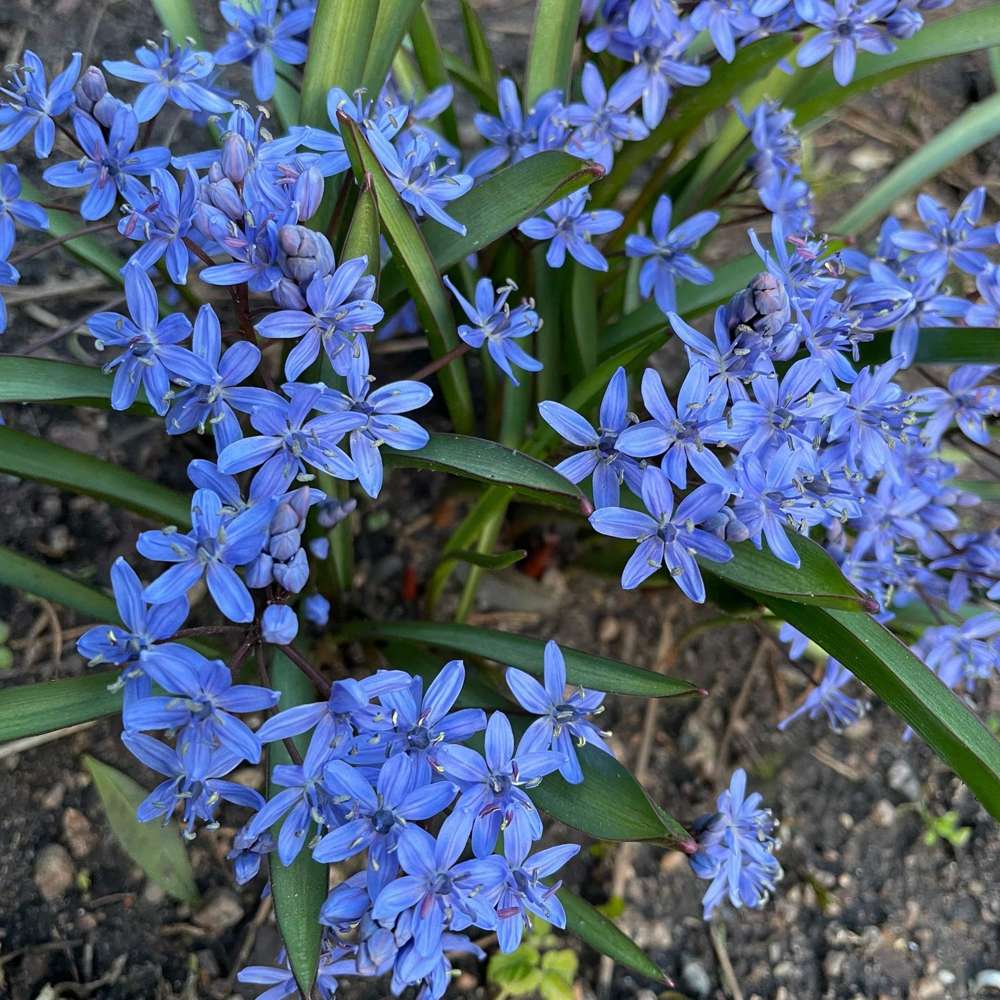 Ipheion 'Jessie'